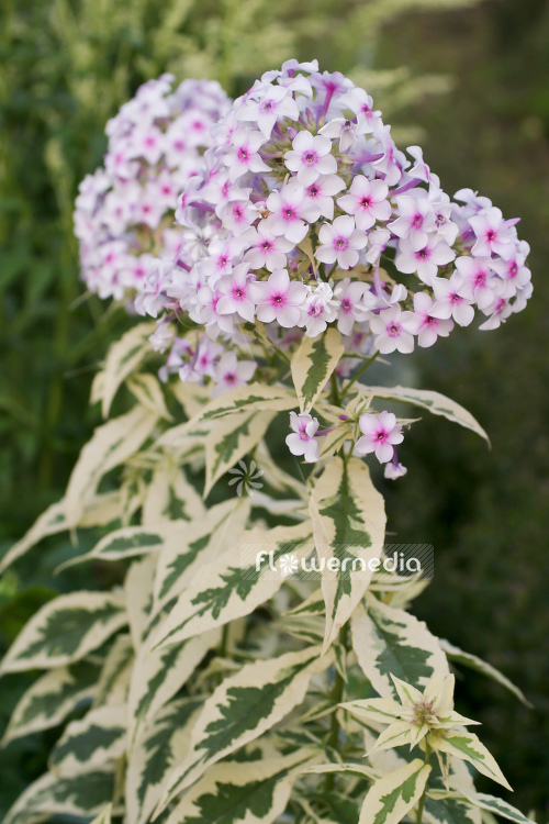 Phlox paniculata 'Variegata' - Perennial phlox (104358)