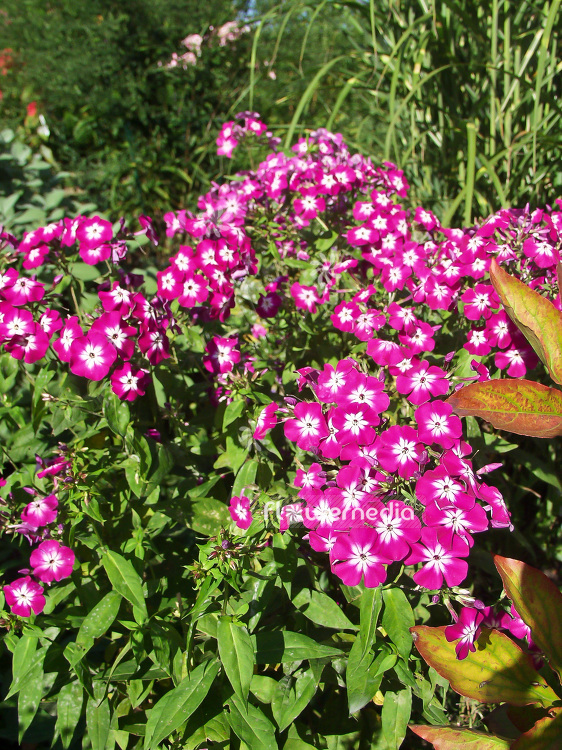 Phlox paniculata 'Wenn schon denn schon' - Perennial phlox (101488)