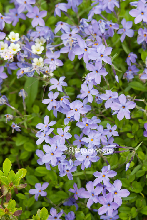 Phlox stolonifera 'Blue Ridge' - Creeping phlox (104361)
