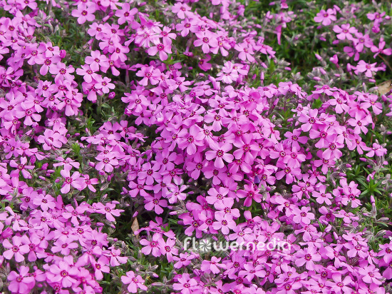 Phlox subulata - Moss phlox (101491)