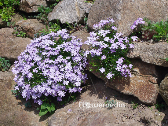 Phlox subulata - Moss phlox (101492)