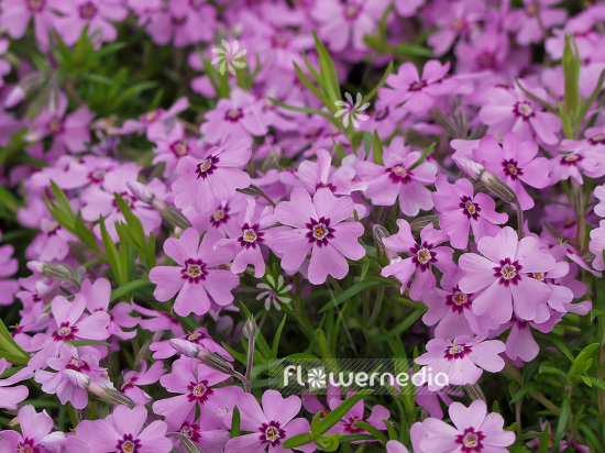 Phlox subulata - Moss phlox (101494)
