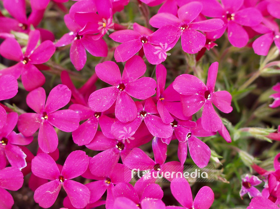 Phlox subulata 'Atropurpurea' - Moss phlox (101495)
