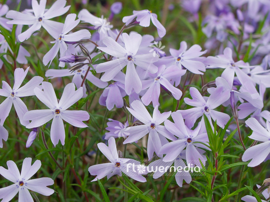 Phlox subulata 'Benita' - Moss phlox (101496)