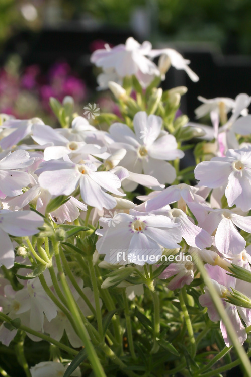 Phlox subulata 'Maischnee' - Moss phlox (102095)