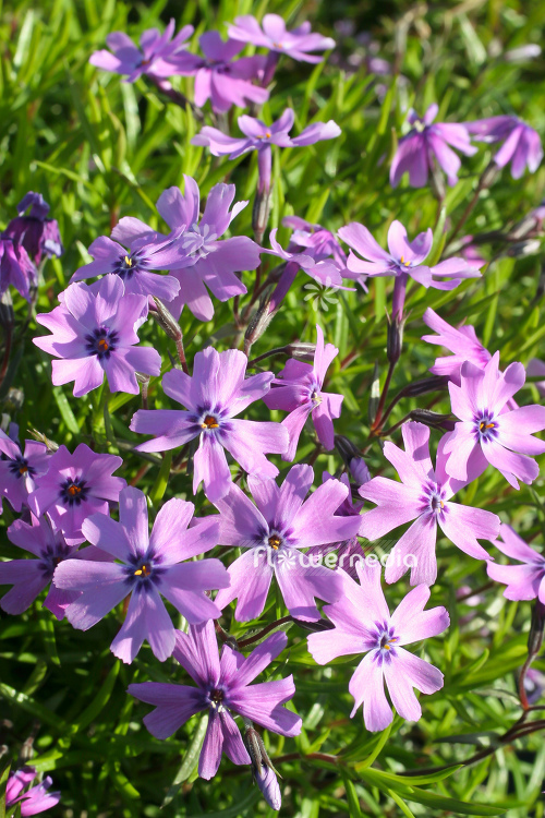 Phlox subulata 'Purple Beauty' - Moss phlox (104363)