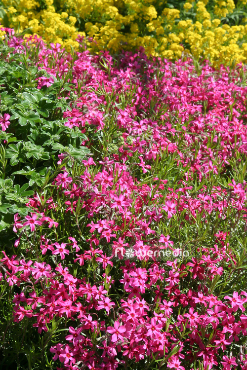Phlox subulata 'Scarlet Flame' - Moss phlox (104364)