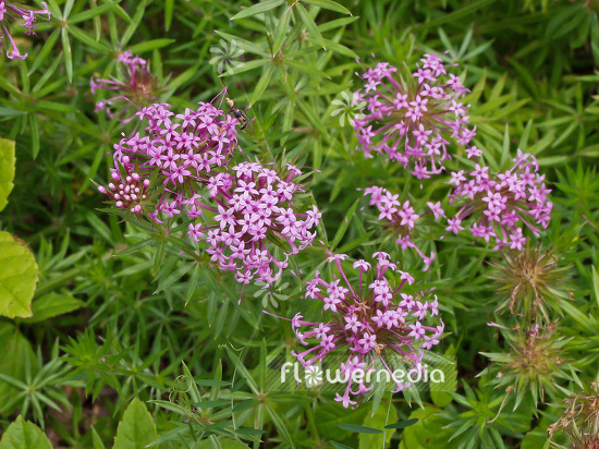 Phuopsis stylosa - Large-styled crosswort (101498)