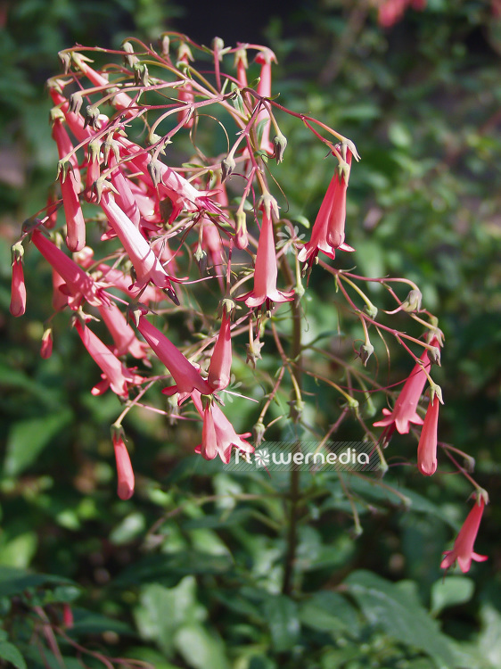 Phygelius capensis - Cape fuchsia (101499)