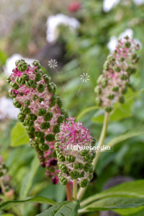 Phytolacca acinosa - Indian poke (105545)