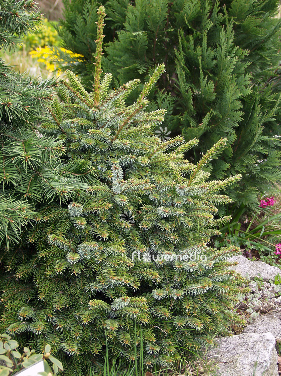 Picea abies 'Pygmaea' - Norway spruce (101507)