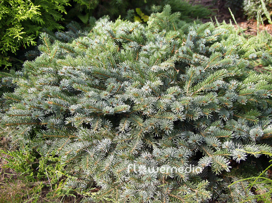 Picea x mariorika 'Machala' - Spruce (101510)
