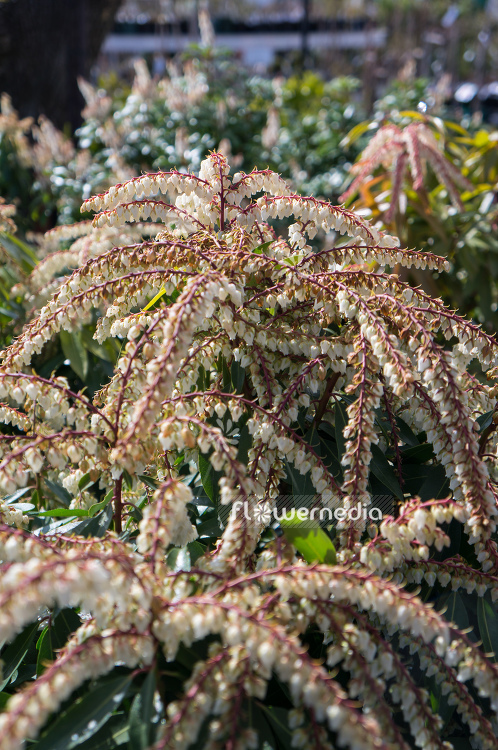 Pieris japonica 'Browers Beauty' - Lily-of-the-valley bush (104391)