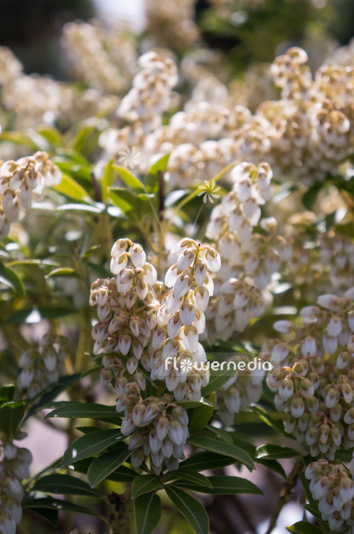 Pieris japonica 'Debutante' - Lily-of-the-valley bush (104394)
