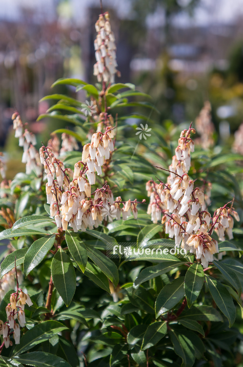 Pieris japonica 'Forest Flame' - Lily-of-the-valley bush (104395)