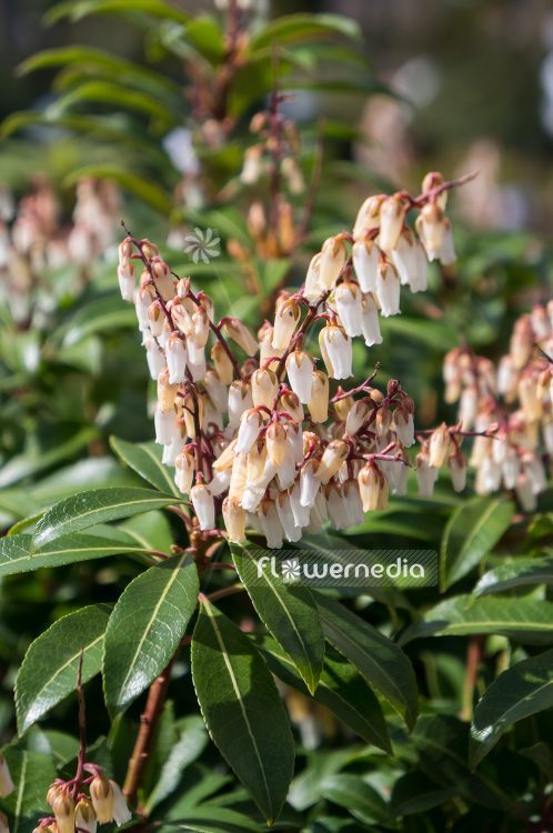 Pieris japonica 'Forest Flame' - Lily-of-the-valley bush (104396)