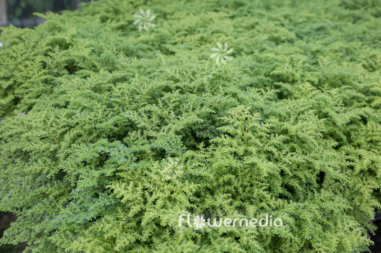 Pilea microphylla - Artillery plant (111286)