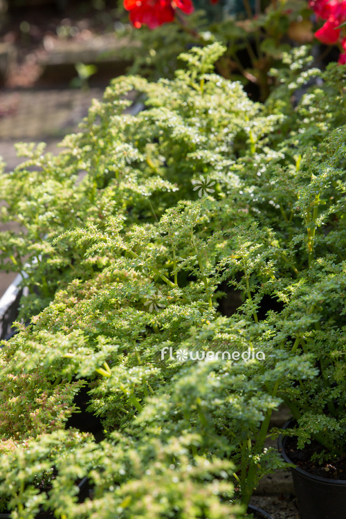 Pilea microphylla - Artillery plant (111291)