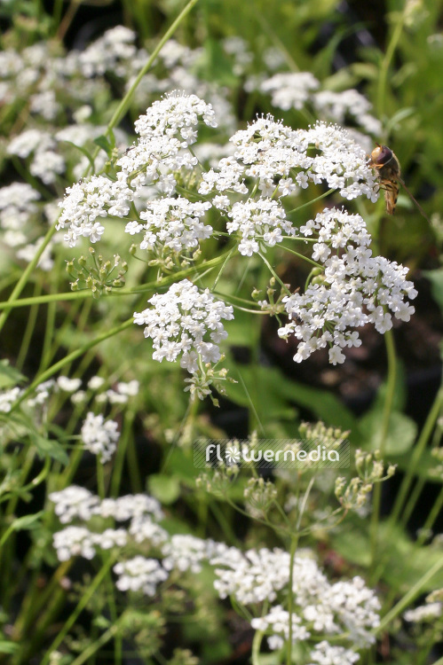 Pimpinella saxifraga - Burnet saxifrage (101511)