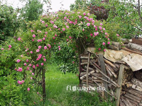 Pink climber Roses (102136)