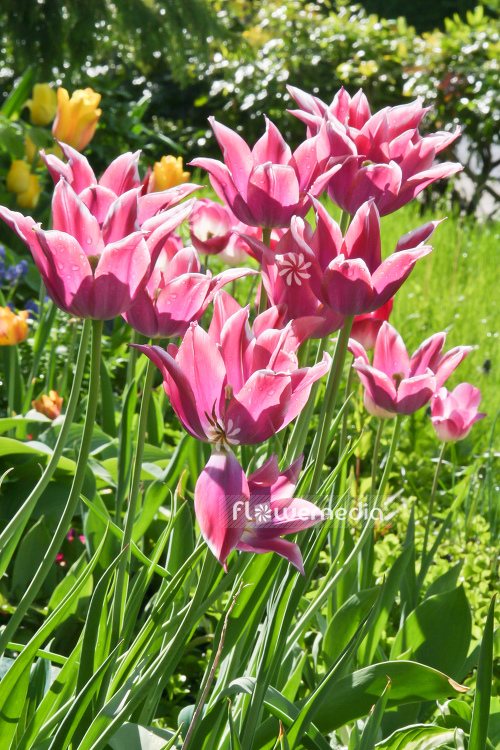 Pink tulips in flower bed. (106267)