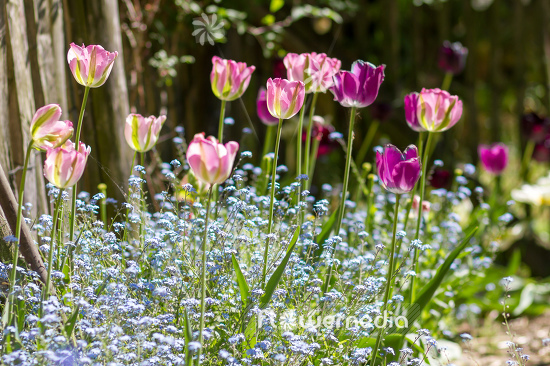 Pink tulips in flower bed. (106275)