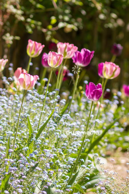 Pink tulips in flower bed. (106276)