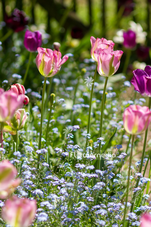 Pink tulips in flower bed. (106277)
