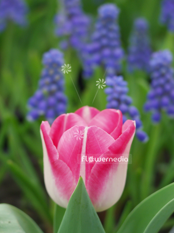 Pink-flowered Tulip (106256)