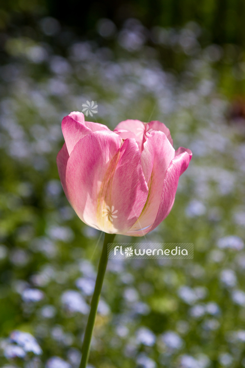 Pink-flowered Tulip (106260)