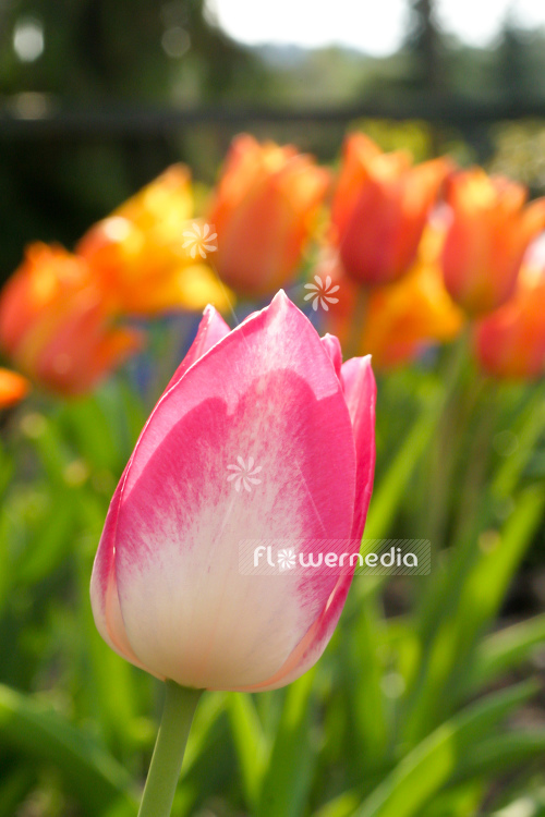 Pink-flowered Tulip (106261)