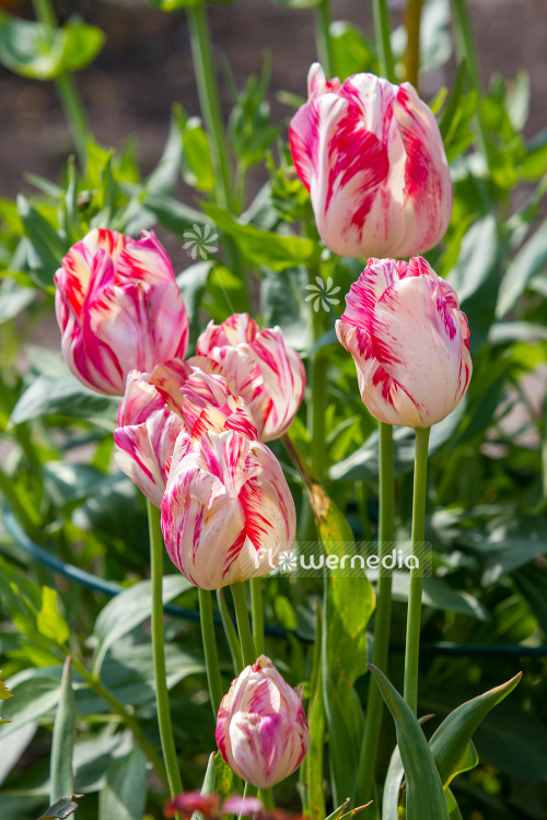 Pink-flowered Tulips (106264)