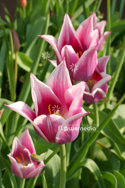 Pink-flowered Tulips (106265)