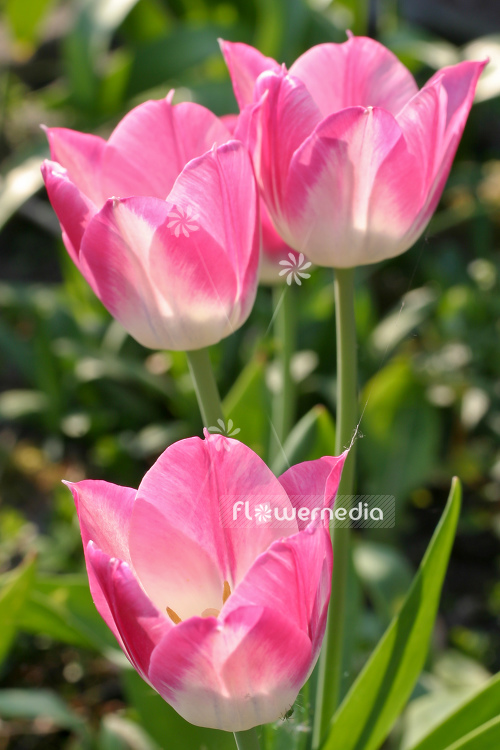 Pink-flowered Tulips (106266)