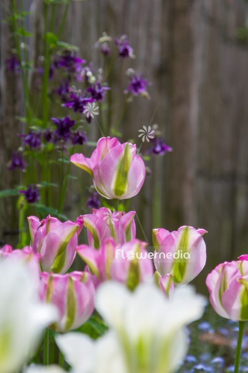 Pink-flowered Tulips (106272)