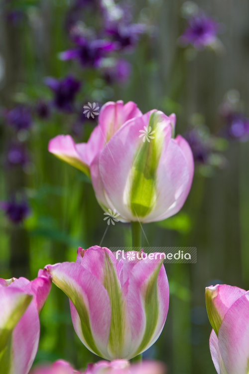 Pink-flowered Tulips (106273)