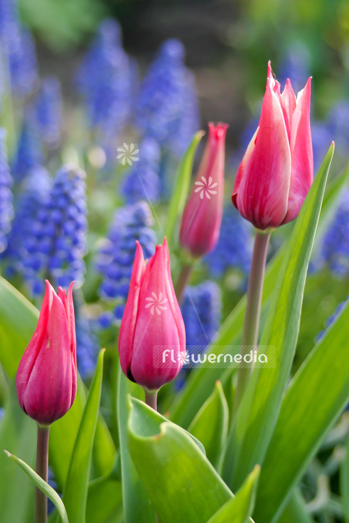 Pink-flowered Tulips (106274)