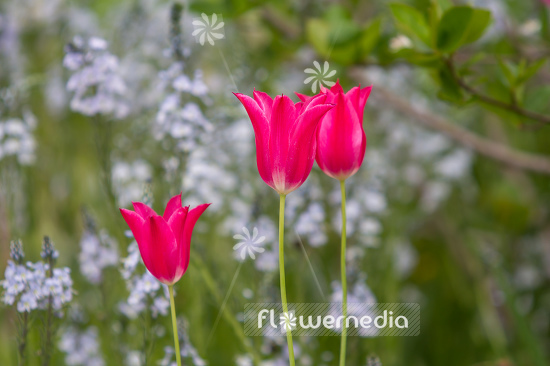Pink-flowered Tulips (106382)