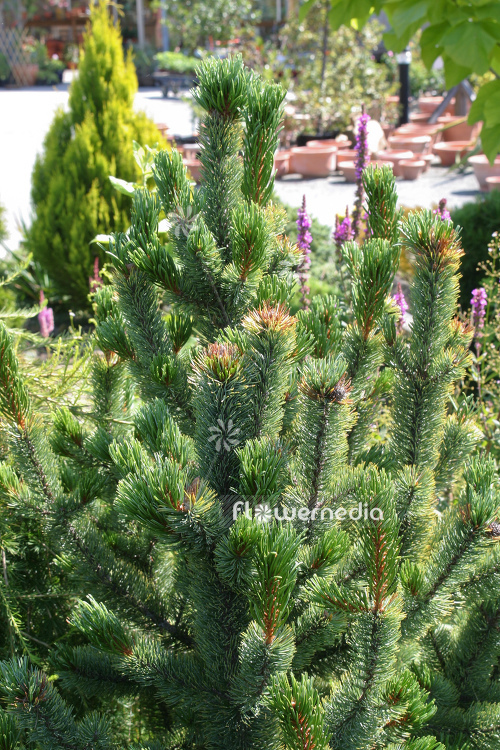 Pinus aristata - Bristlecone pine (104401)