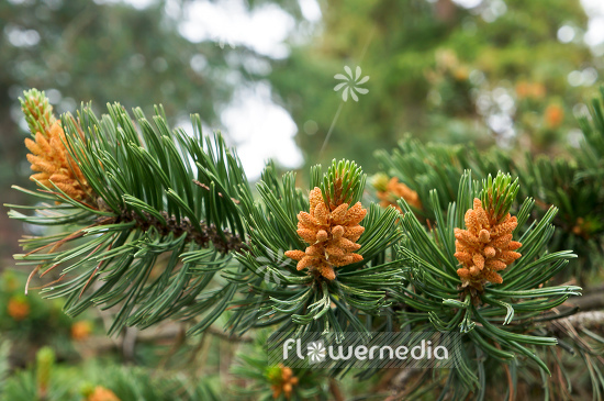 Pinus aristata - Bristlecone pine (104402)