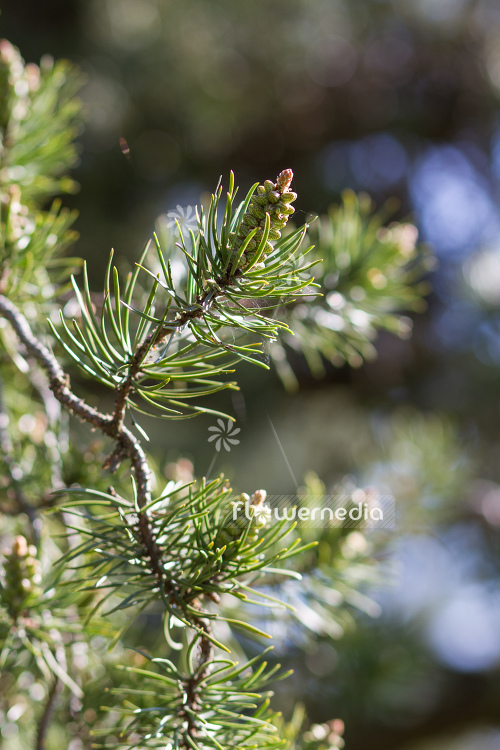 Pinus banksiana - Jack pine (104556)
