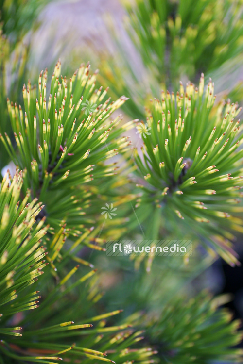 Pinus heldreichii 'Aureospicata' - Balkan pine (105549)