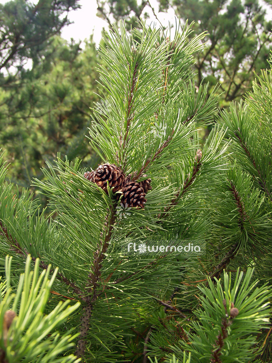 Pinus mugo - Dwarf mountain pine (101514)