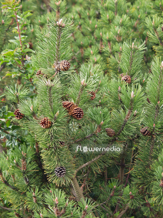 Pinus mugo - Dwarf mountain pine (101515)