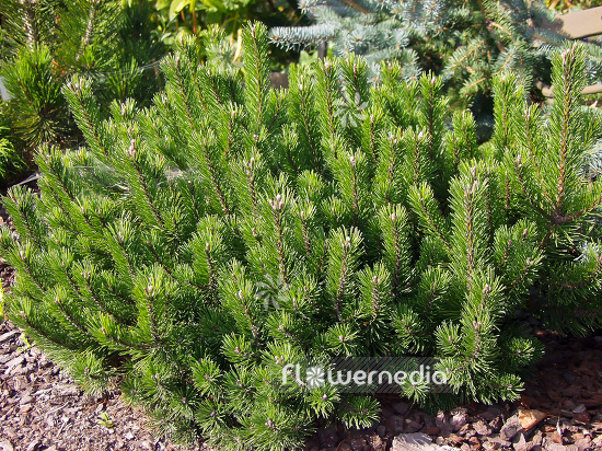 Pinus mugo 'Bubikopf' - Dwarf mountain pine (101516)