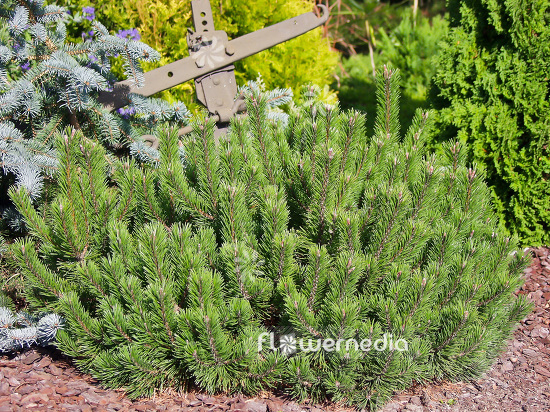Pinus mugo 'Bubikopf' - Dwarf mountain pine (101517)
