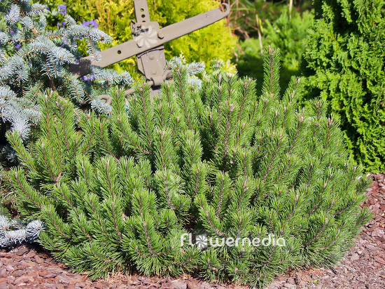 Pinus mugo 'Bubikopf' - Dwarf mountain pine (101517)