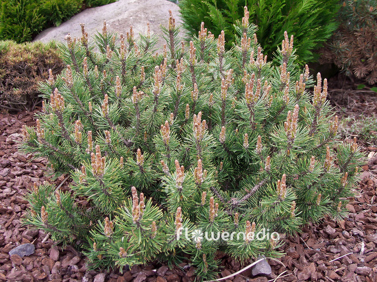 Pinus mugo 'Krauskopf' - Dwarf mountain pine (101518)
