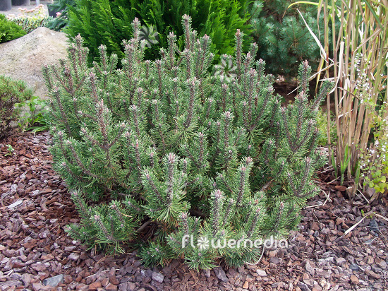 Pinus mugo 'Krauskopf' - Dwarf mountain pine (101519)