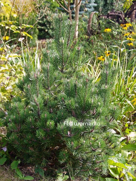 Pinus mugo 'Laurin' - Dwarf mountain pine (101520)